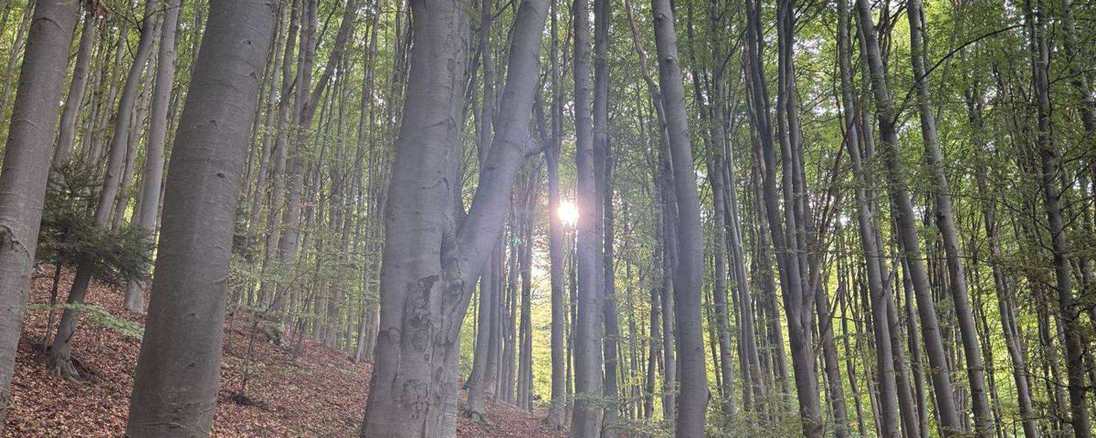 Lumina soarelui printre trunchiurile unei păduri de fag